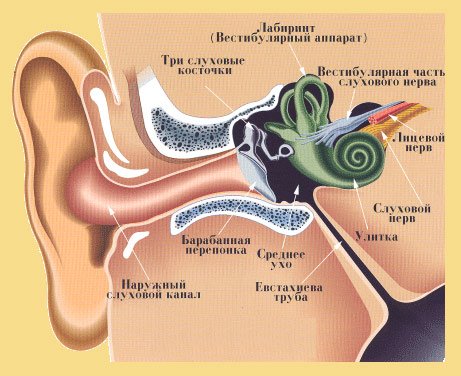 Шум у вухах може також описуватися як дзвін, шурхіт, скрип або гул у вухах