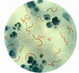 бактерії   є дивовижними мікроорганізмами