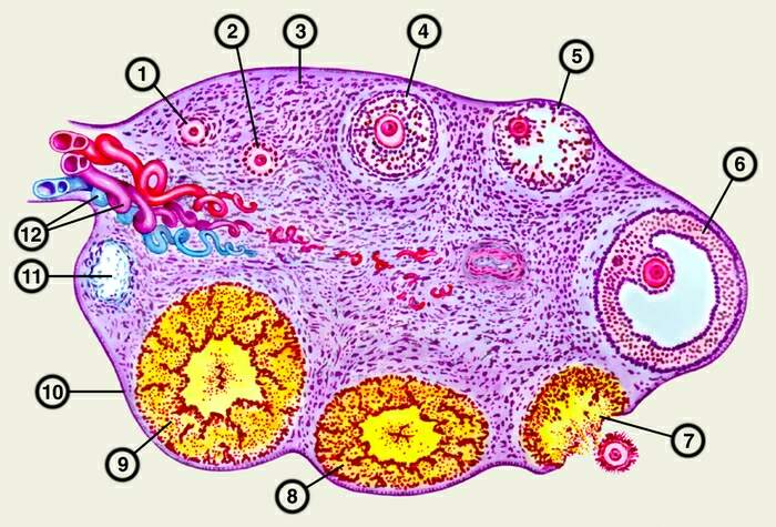Схематичне зображення мікроскопічної будови яєчника:   1 - прімордіальние фолікули;   2 - преантральние фолікули;   3 - строма яєчника;   4 - антральний фолікул;   5 - атретіческіх фолікул;   6 - преовуляторний фолікул;   7 - овуляція;   8 - формується жовте тіло;   9 - зріле жовте тіло;   10 - покривний епітелій;   11 - білувате тіло;   12 - кровоносні судини в воротах яєчника