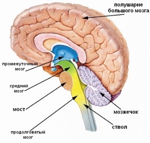 Зараз вже у медиків немає сумніву в тому, що при регулярному і великому вживанні алкоголю необоротно страждають всі мозкові частки: порушуються функції і життєздатність: