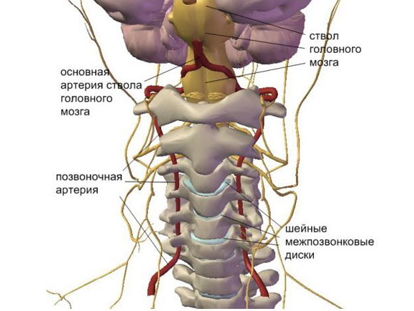 Затискаються нерви в області потилиці в результаті зсуву хребців, появи кісткових наростів або стоншування міжпіковий диска