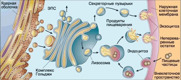 Він збирає їх в транспортні везикули, розподіляє по клітці і за її межі