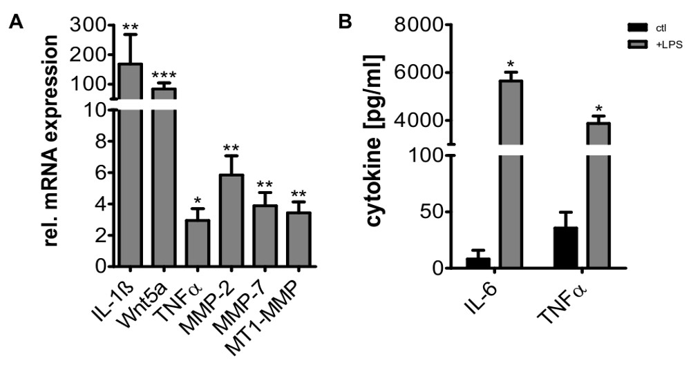 Малюнок 7 Що підвищує регуляція IL-1 β, Wnt5a, TNF, IL-6, ММР-2, ММР-7, і МТ1-ММР після stimu тва макрофагів з LPS (100 нг / мл) для вираження 24 годин
