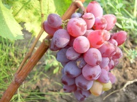 Під словом «кишмиш» ховається і особливий сорт винограду без кісточок, і одержуваний з нього корисний родзинки