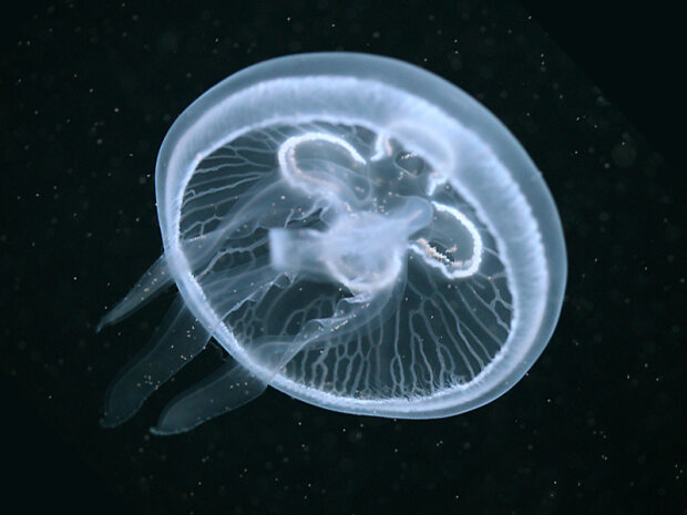 Азовське   море   заполонили медузи