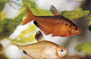 На наступному малюнку видно різницю в інтенсивності забарвлення здорової риби і травмованої (внизу), яка містилася разом з агресивними ціхлідамі