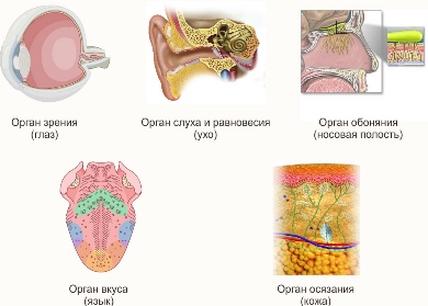 Але рівень розвитку або задіяння кожного з них у окремо взятого виду залежить від середовища проживання цього виду ссавців