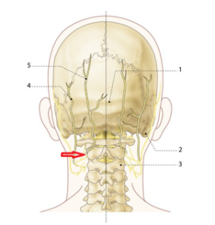 Нерв проходить через м'язи шийно-потиличної області і прямує до шкірі голови (№5 - великий потиличний нерв)