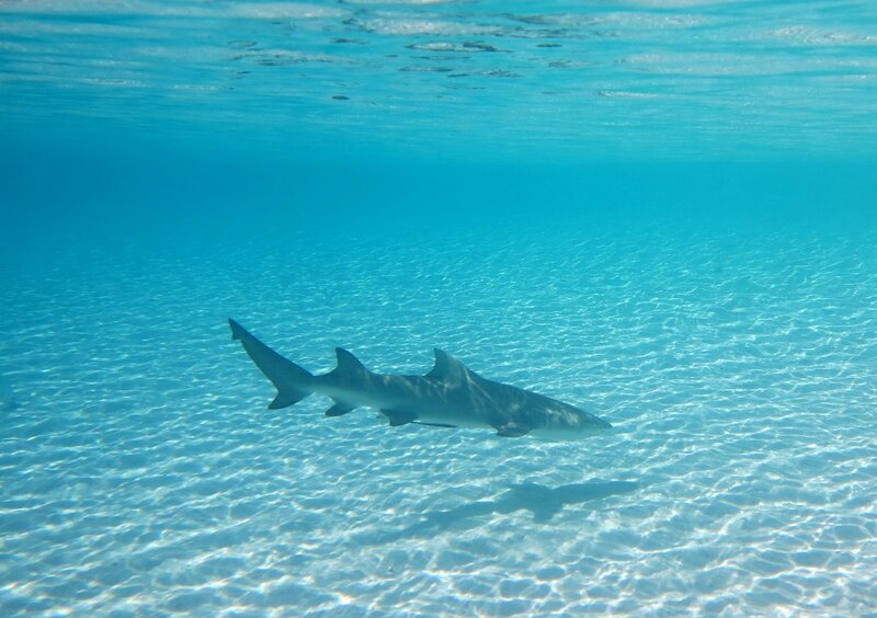 У рибалок Італії, Греції та деяких інших країн дуже популярне полювання на синіх акул і акул-лисиць