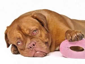 Пронос у собаки може бути спровокований або отруєнням, або появою більш серйозного захворювання
