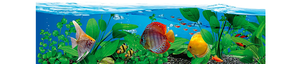 У прісноводому акваріумі з особливо чутливими рослинами і рибою значення pH і концентрація нітратів повинні перевірятися регулярно (приблизно раз в 15 днів)