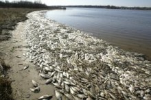 За останні вихідні в акваторії Азовського моря було зібрано і організовано вивезення та утилізацію 80 тонн мертвої риби