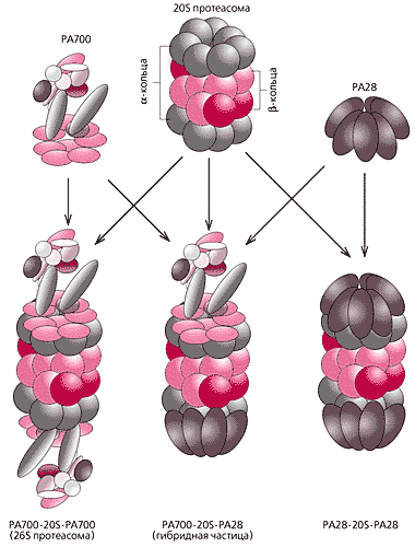 У ряді випадків дестабілізуючі амінокислоти приєднуються до N-кінця довгоживучих білків специфічними ферментами, після чого такі білки швидко руйнуються Протеасома