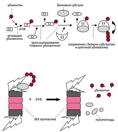 Різні форми протеасоми і її активаторів