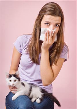 Стерилізовані і кастровані чотириногі друзі менш алергенні в порівнянні з повноцінними кішками