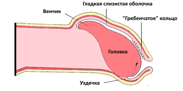 Щоб зрозуміти характер захворювань статевого члена, необхідно знати його будову