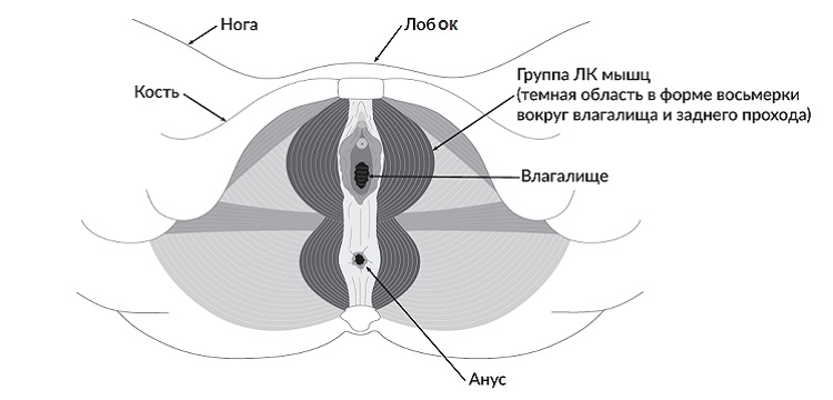 Рис