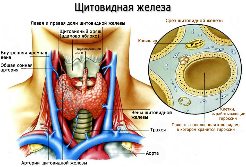 Існують і інші фактори / хвороби щитовидки, що сприяють нестачі гормонів, але про це ми поговоримо далі в статті