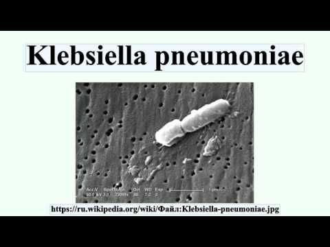 Klebsiella pneumoniae