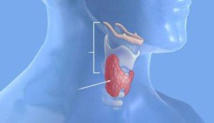 Щитовидна залоза є орган невеликого розміру, що знаходиться трохи нижче щитовидного хряща, на шиї спереду і з боків трахеї