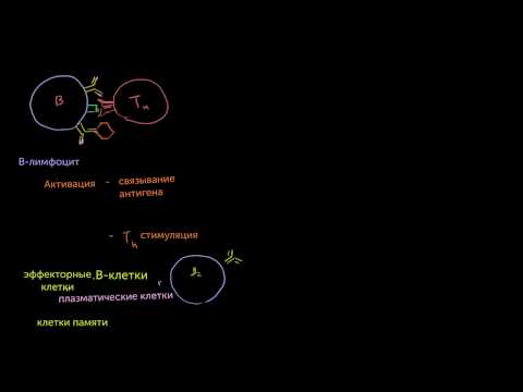 B-лімфоцити і T-лімфоцити популяцій CD4 + і CD8 +