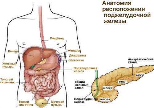 Зменшення ПЖ відбувається: