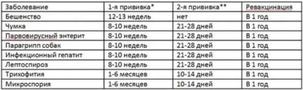 Якщо дотримуватися календаря вакцинації і забезпечувати правильне харчування, здорове майбутнє вашої собаці буде гарантовано