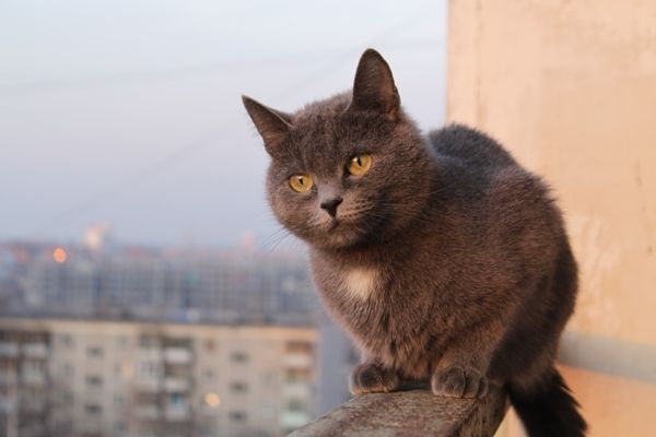 У кішок до висоти ставлення особливе - вони її люблять