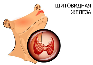 Будова, функції та розмір щитовидної залози