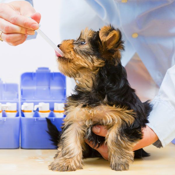 Завжди консультуйтеся з лікарем, перш ніж давати собаці ліки і звичну їжу