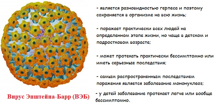 Вірус Епштейна-Барра - одна з герпевирусной інфекційних хвороб, що вражає В-лімфоцити і слизові оболонки верхніх шляхів дихання