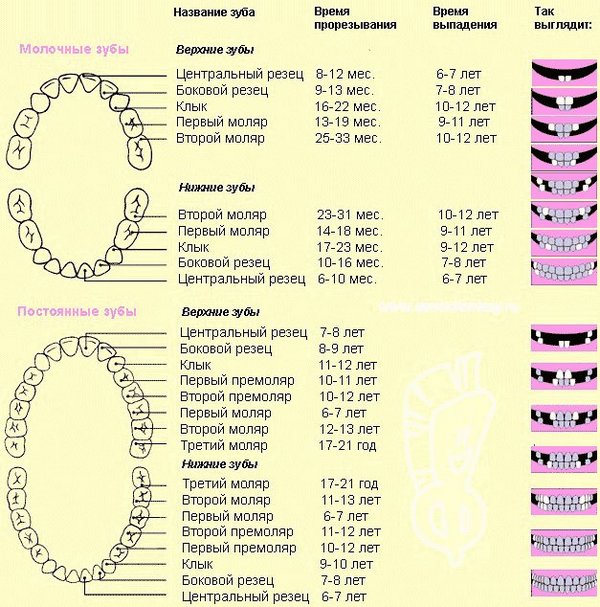 Які зуби у дітей змінюються