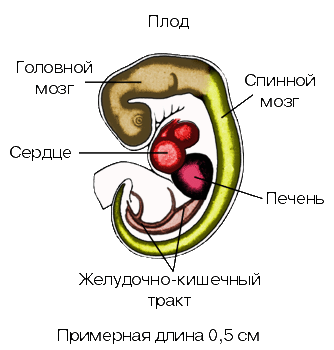 також   КЛЕТКА   ;   ЕМБРІОЛОГІЯ   ;   РЕГЕНЕРАЦІЯ